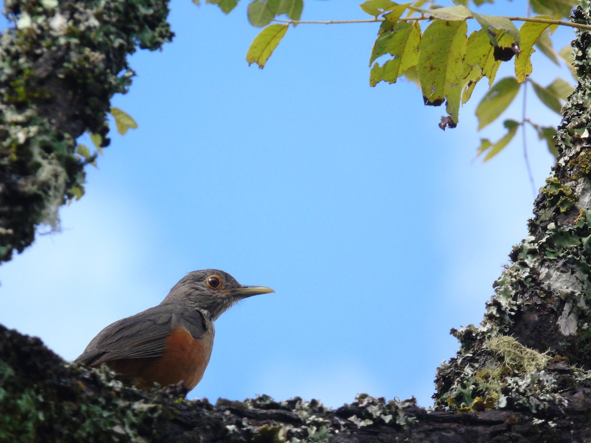 Rufous-bellied Thrush - ML429599381