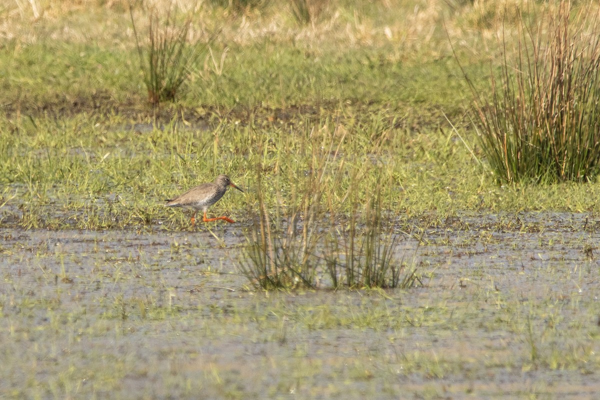 Common Redshank - ML429599421