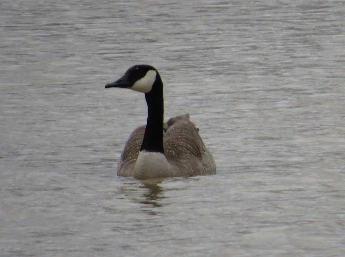 Canada Goose - ML429599461