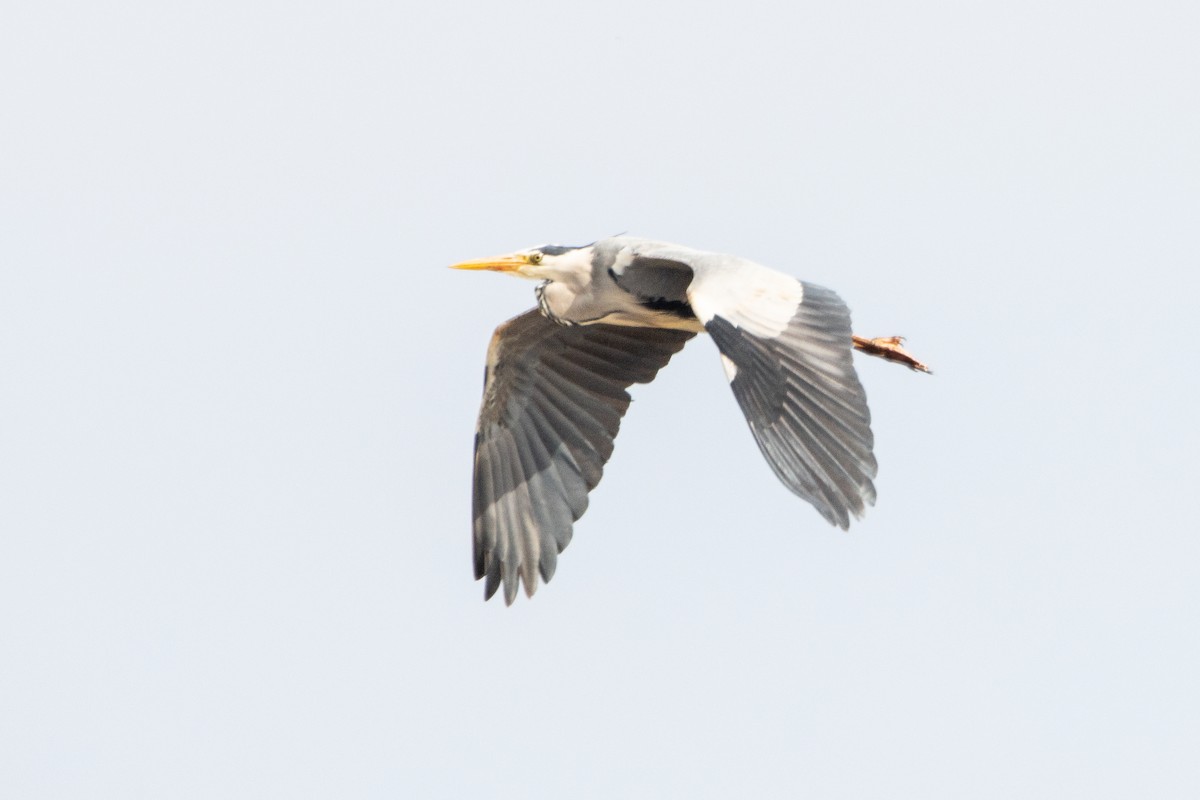 Gray Heron - ML429599501