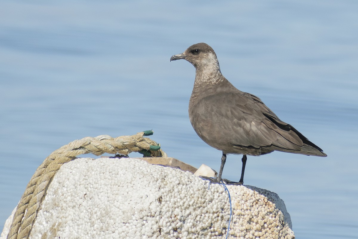 Parasitic Jaeger - Daniela Diaz