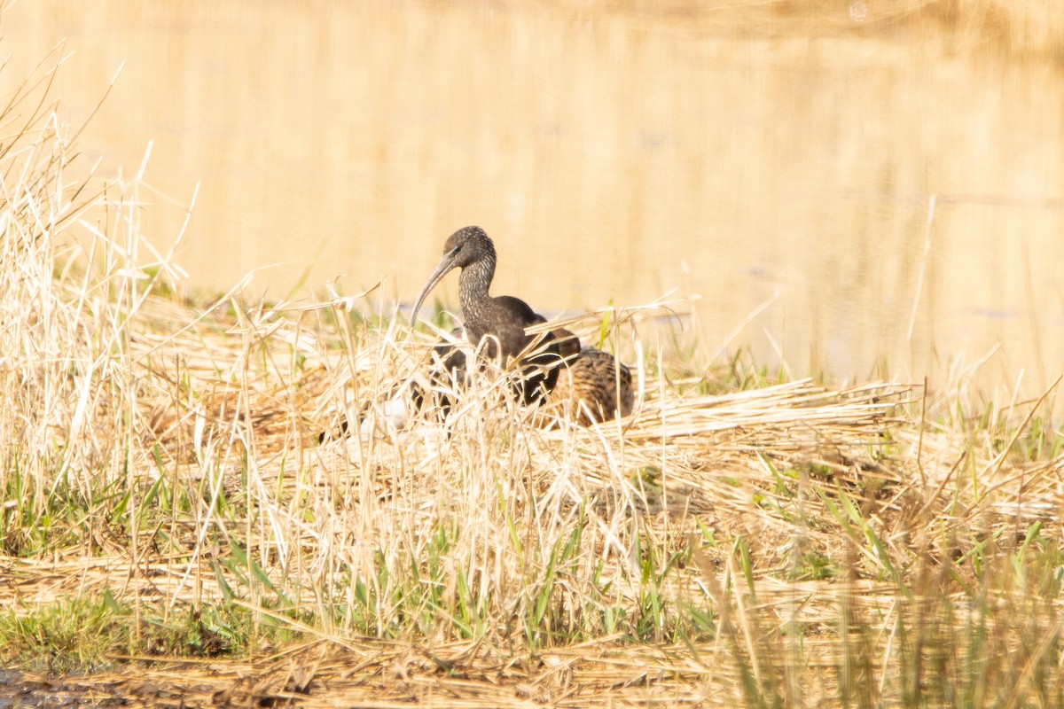 Glossy Ibis - ML429599531