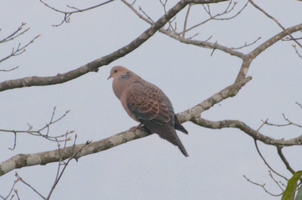 Spotted Dove - ML429599851