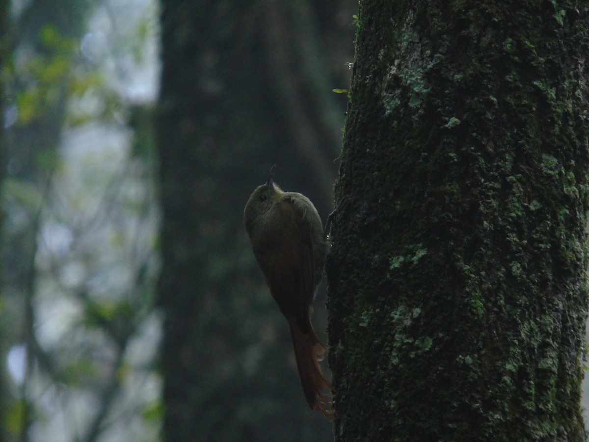 Olivaceous Woodcreeper - ML429599961