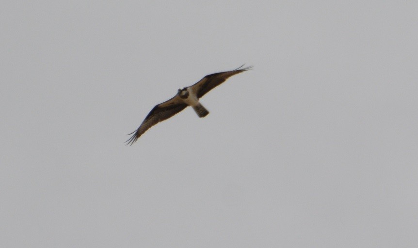 Águila Pescadora - ML429600181