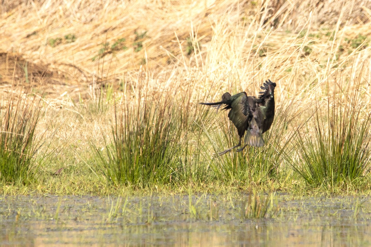 Glossy Ibis - ML429600341