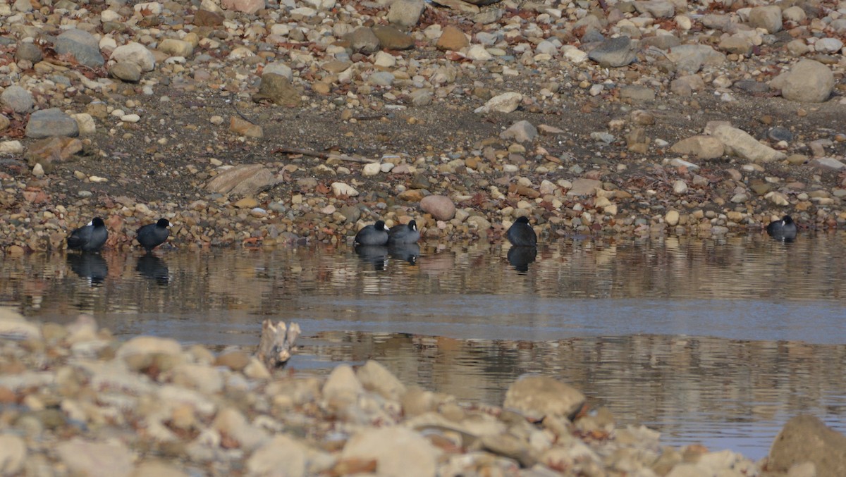 American Coot - ML42960061