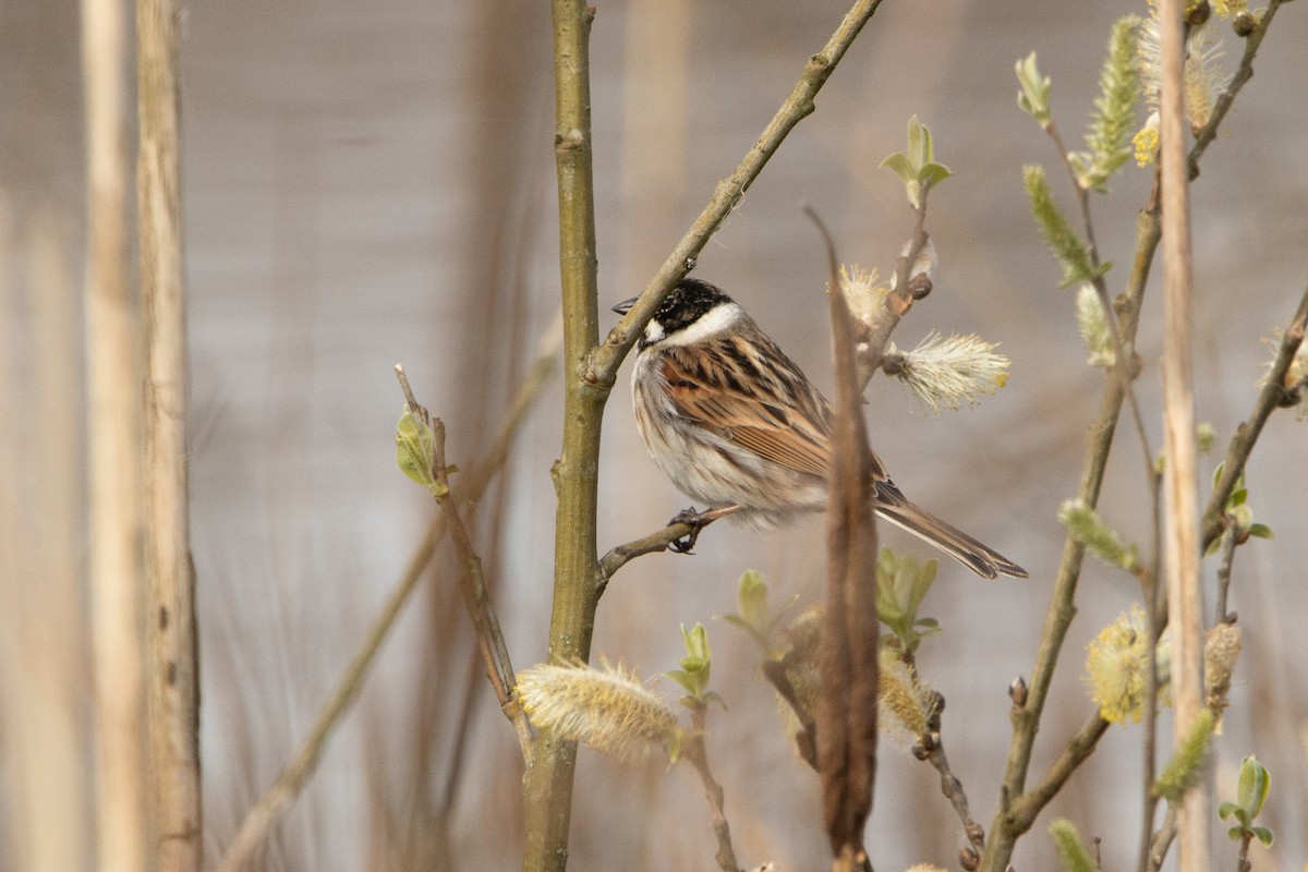 Reed Bunting - ML429600651