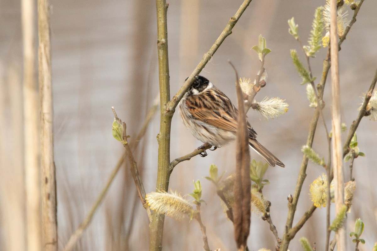 Reed Bunting - ML429600661