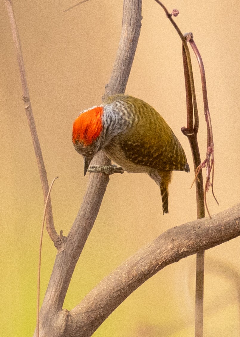 Cardinal Woodpecker - ML429601271