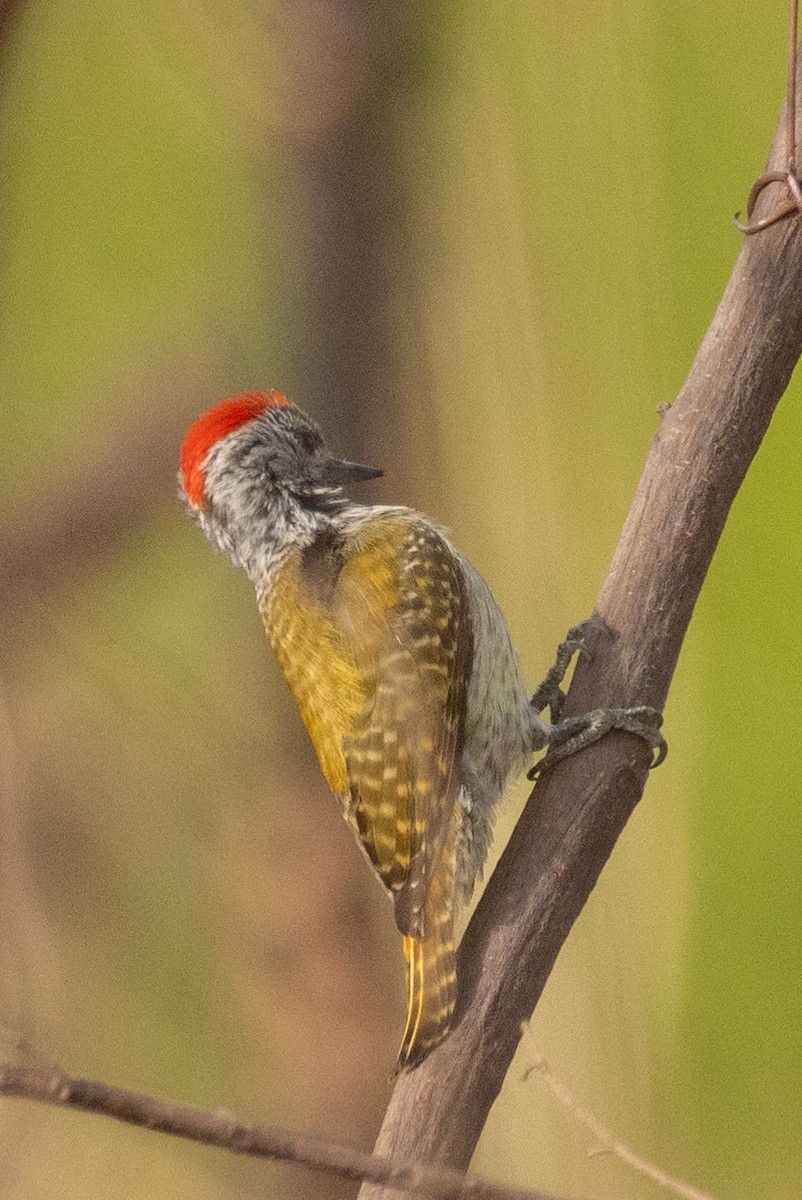 Cardinal Woodpecker - ML429601291