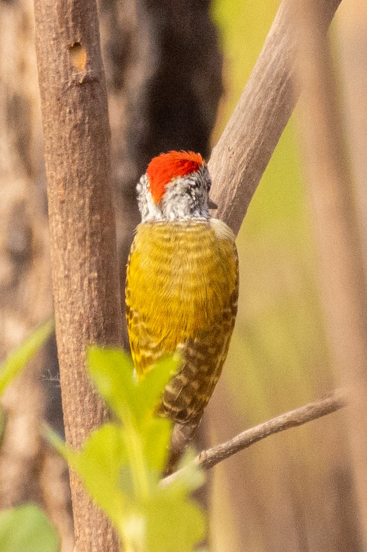 Cardinal Woodpecker - ML429601301