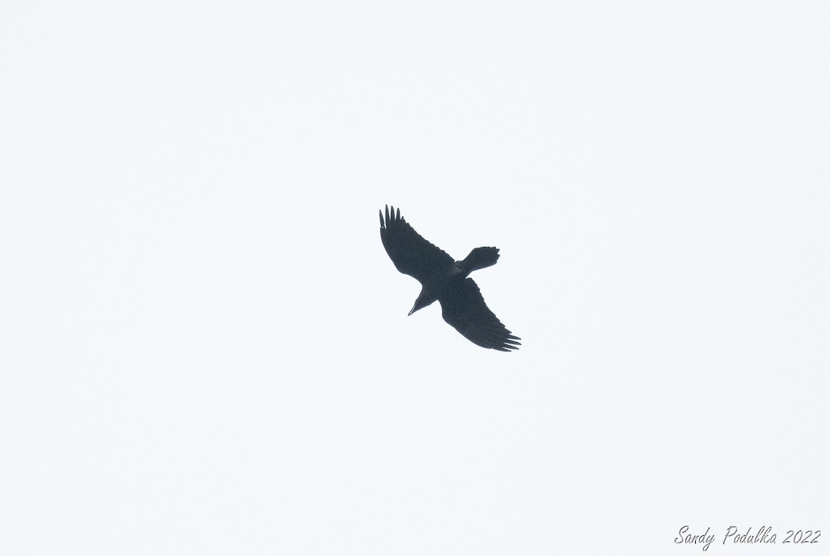 Common Raven - ML429601861
