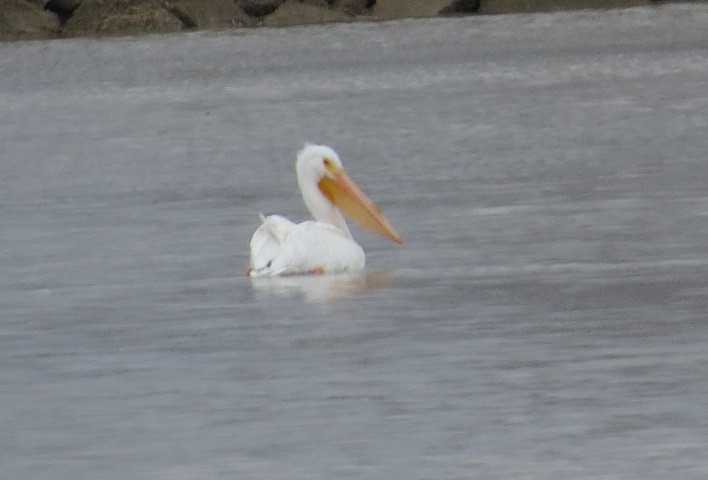 American White Pelican - ML429602191