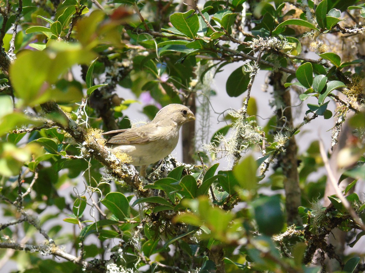 Double-collared Seedeater - ML429602231