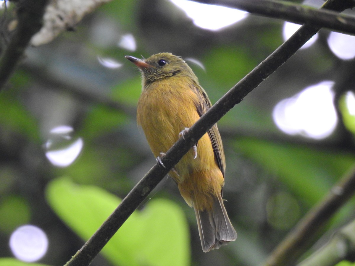 Ochre-bellied Flycatcher - Edwin Munera