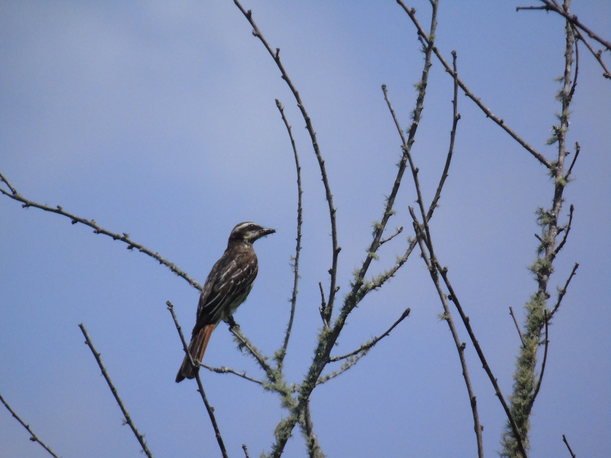 Variegated Flycatcher - ML429602491