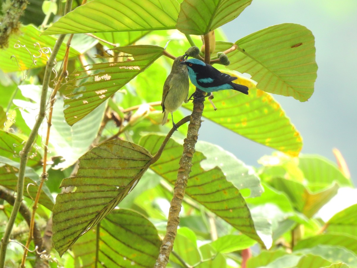 Turquoise Dacnis - ML429603121