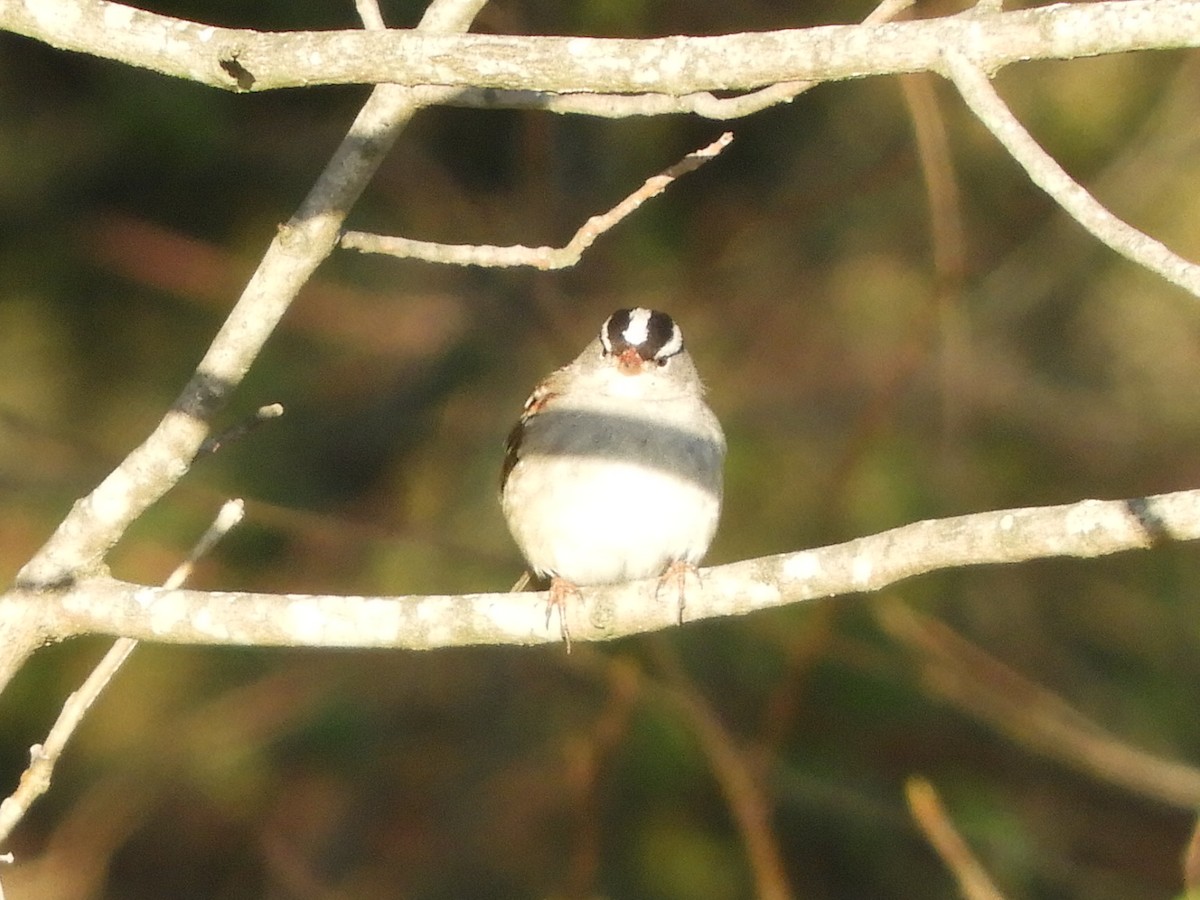 White-crowned Sparrow - ML429603621