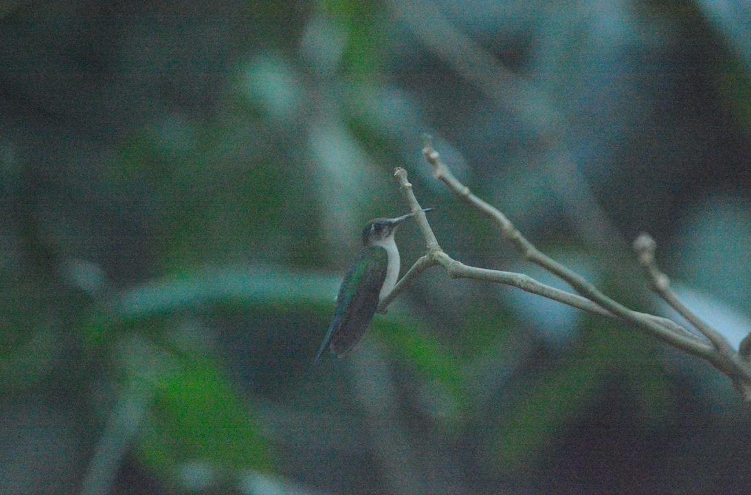 Colibrí Tuxtleño - ML429606861