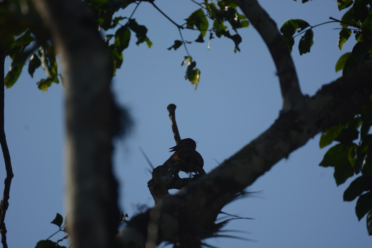 Golden-olive Woodpecker - Will Anderson