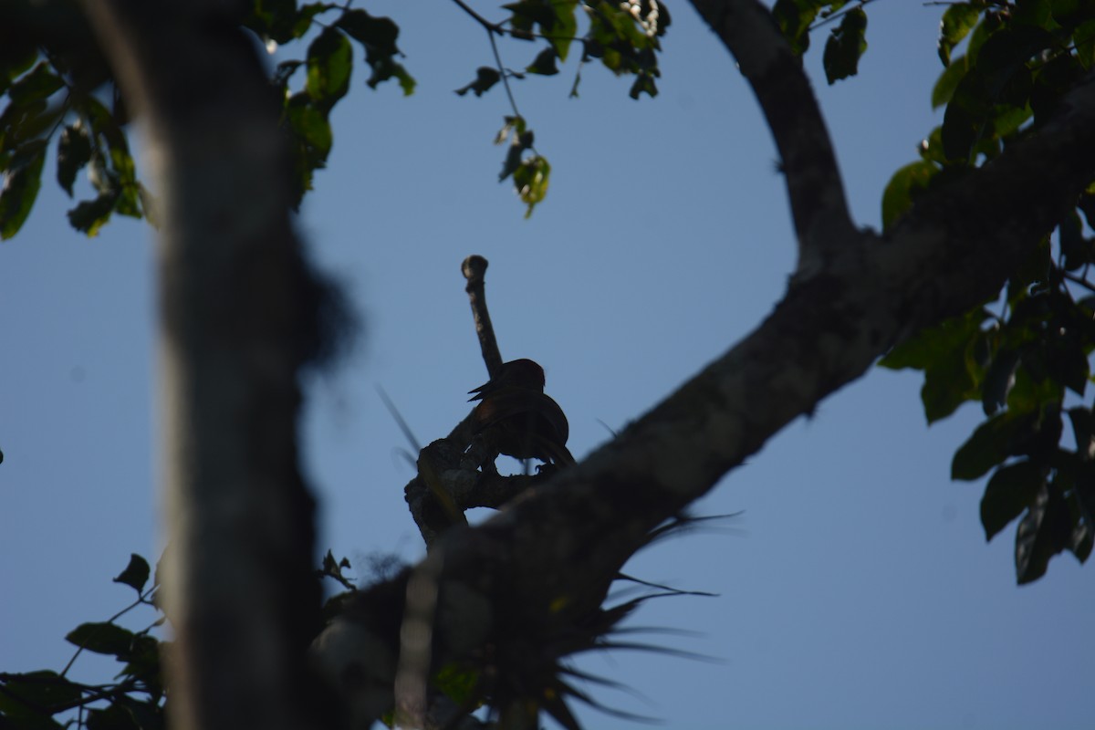 Golden-olive Woodpecker - Will Anderson