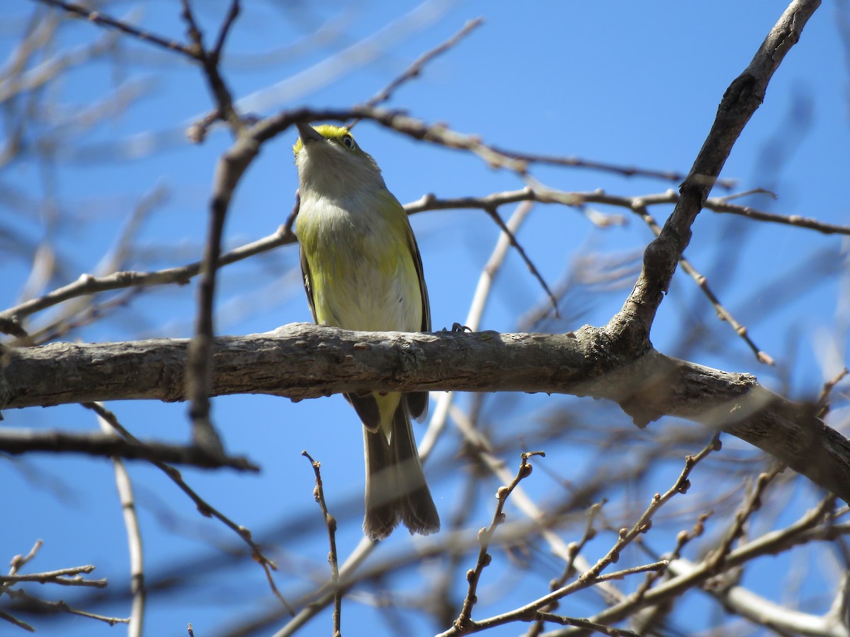 Ak Gözlü Vireo - ML429607321