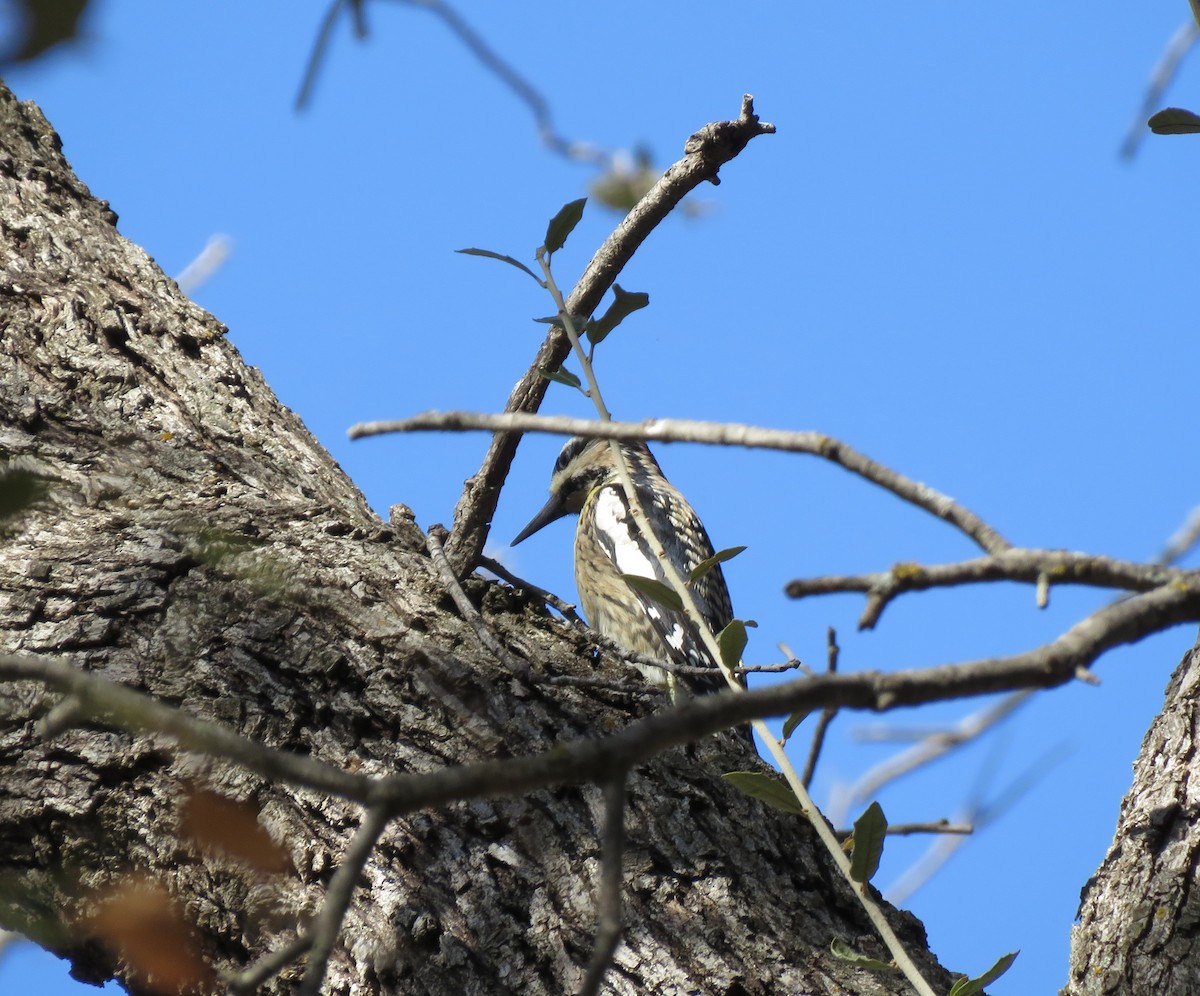 Yellow-bellied Sapsucker - ML429607391