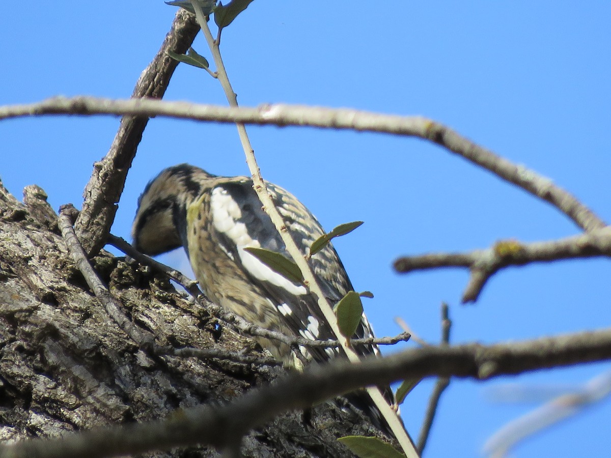 Yellow-bellied Sapsucker - ML429607421