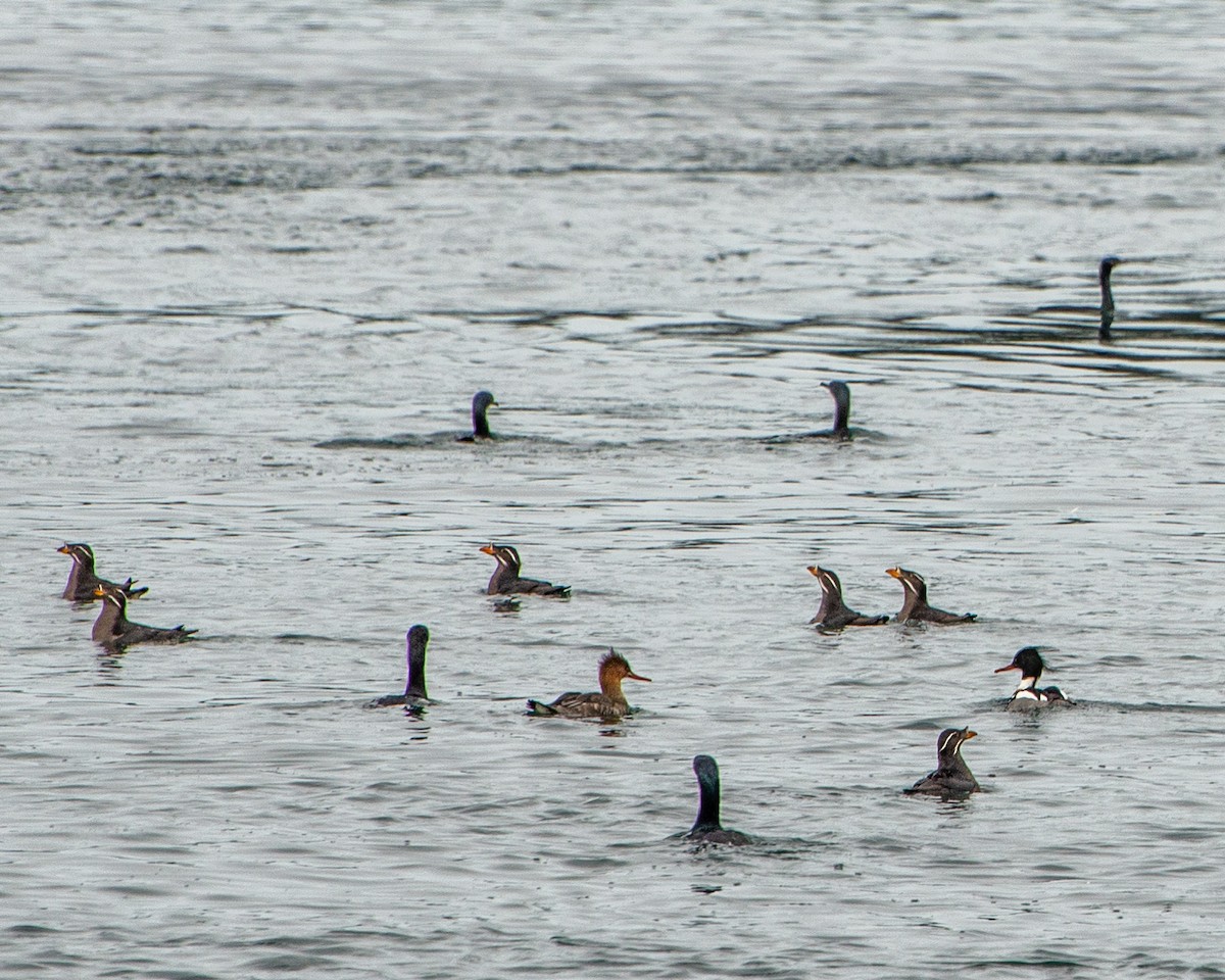 Rhinoceros Auklet - ML429608051