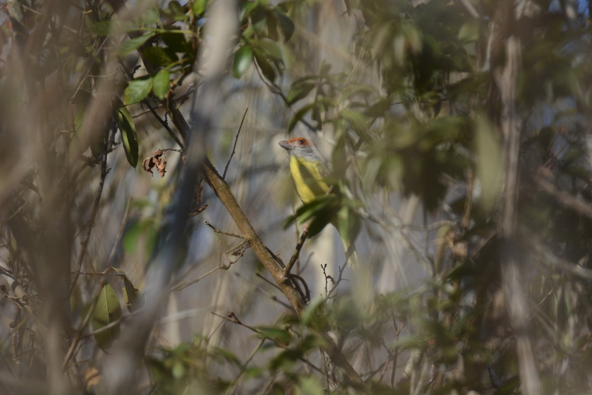 Краснобровый попугаевый виреон [группа gujanensis] - ML429609761