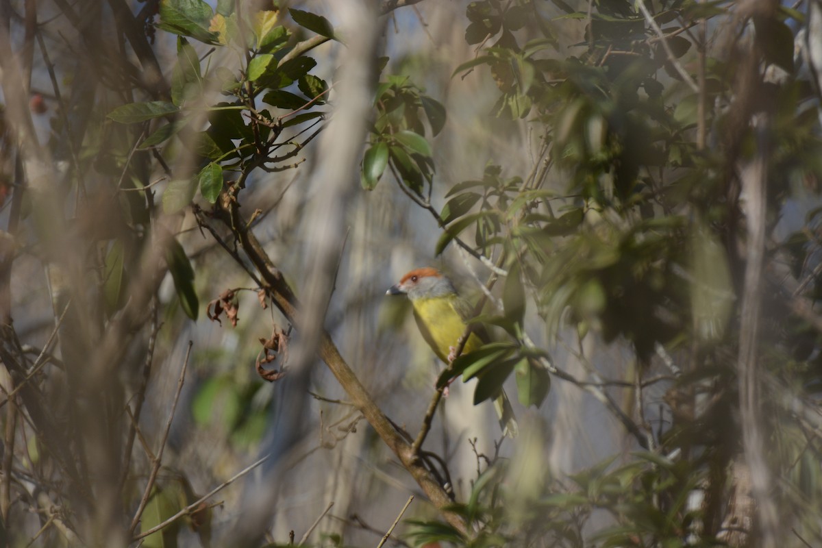 Краснобровый попугаевый виреон [группа gujanensis] - ML429609801