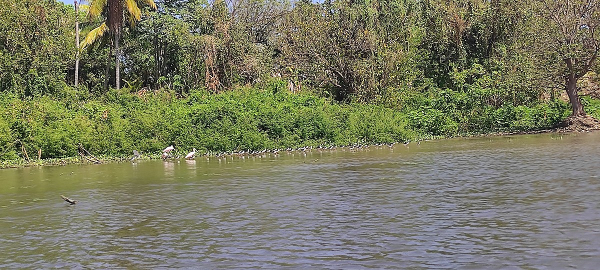 Black-necked Stilt - ML429610041