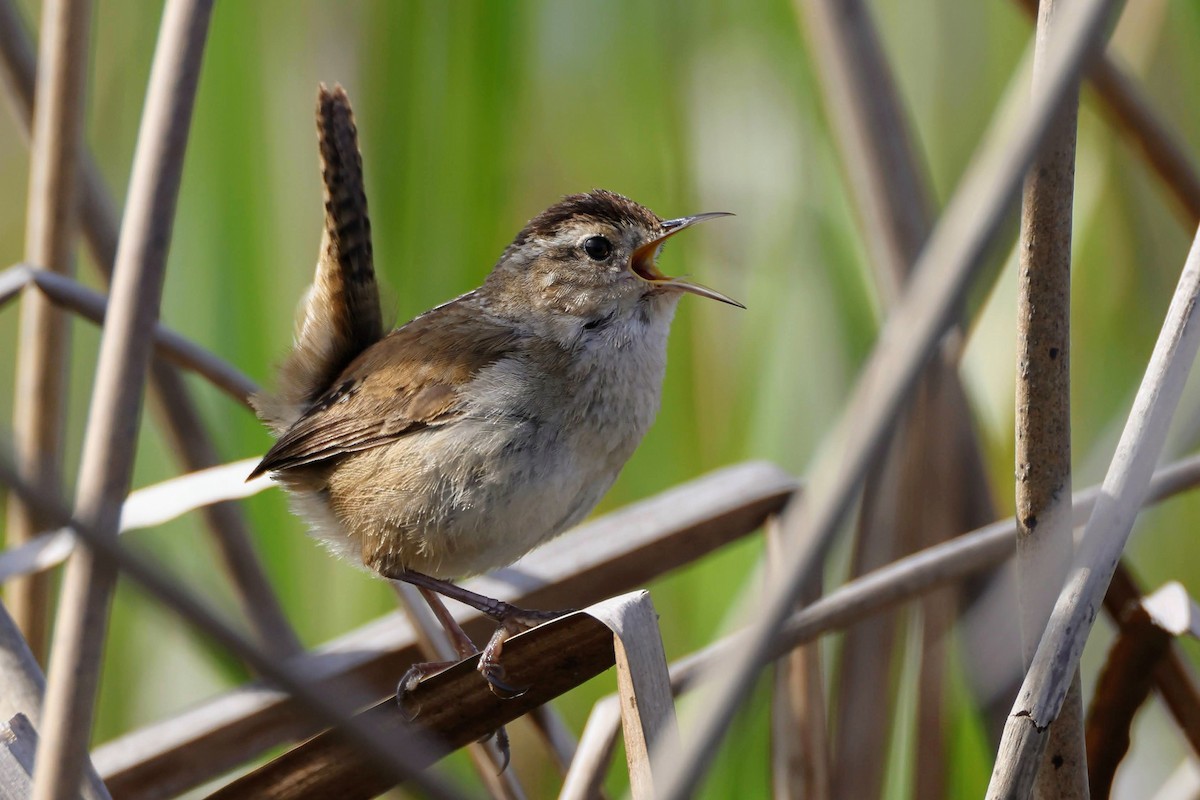 Marsh Wren - Keith Leland