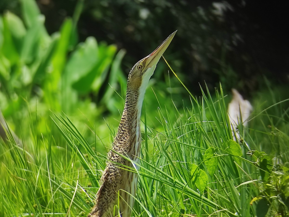 Pinnated Bittern - Vladimir Torrez