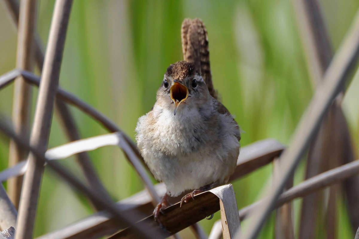 Marsh Wren - ML429610701