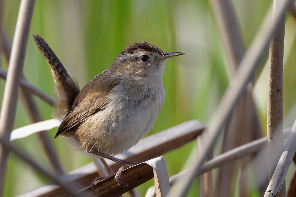 Marsh Wren - ML429610921