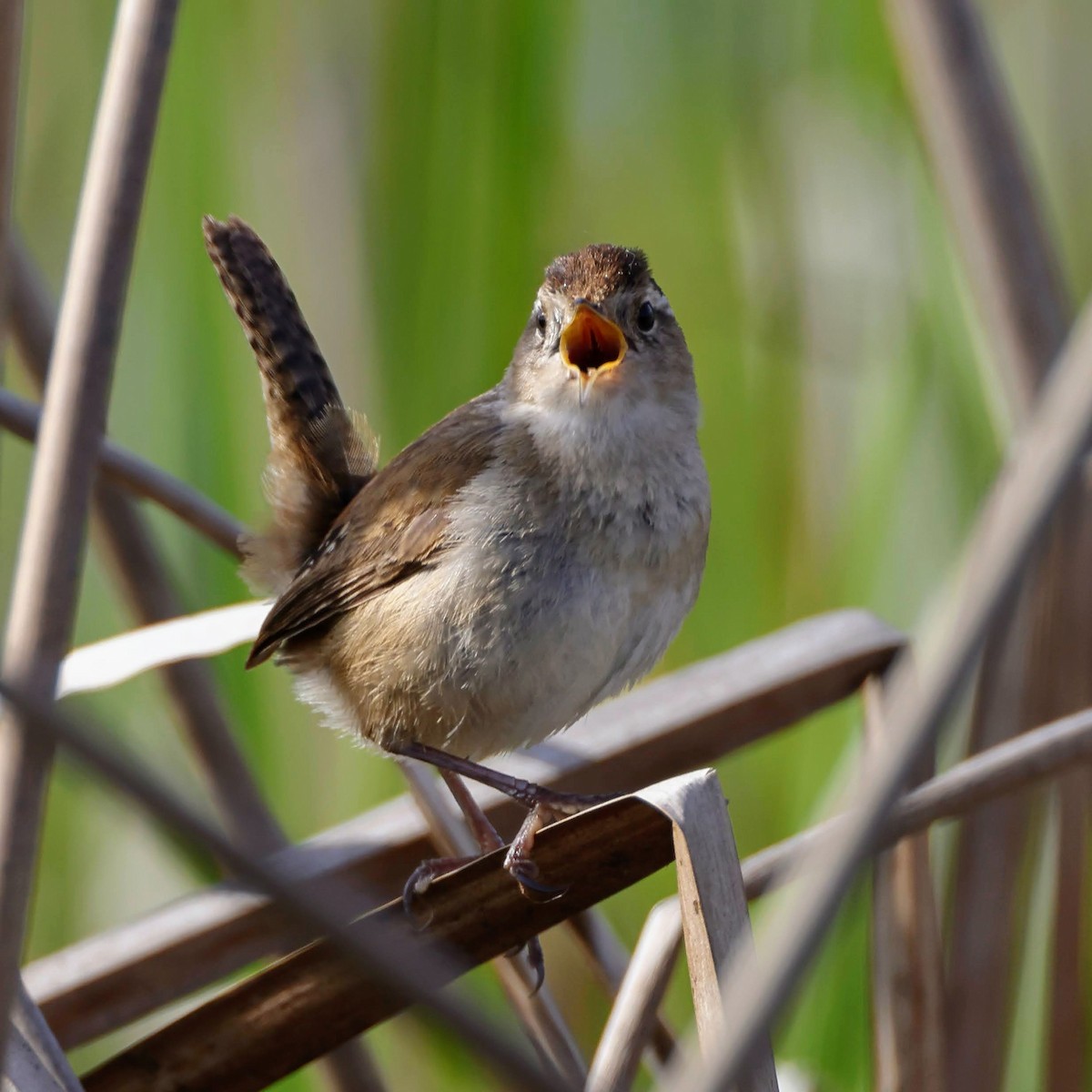 Marsh Wren - ML429611161