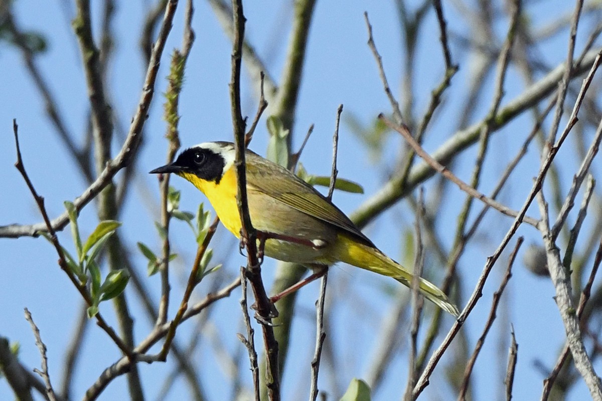 Common Yellowthroat - ML429611251