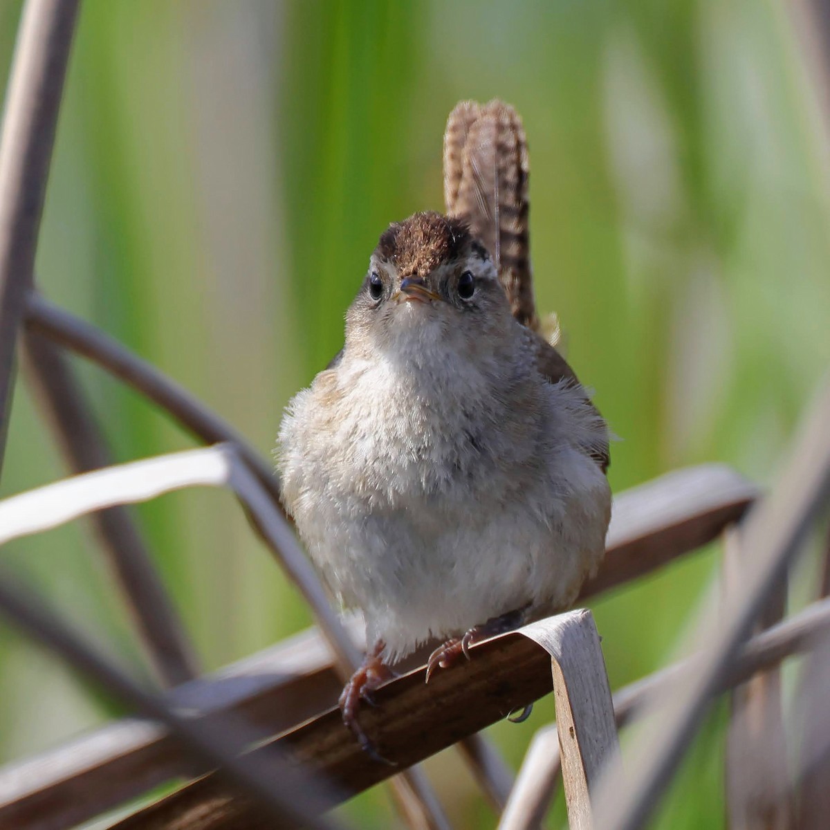 Marsh Wren - ML429611411