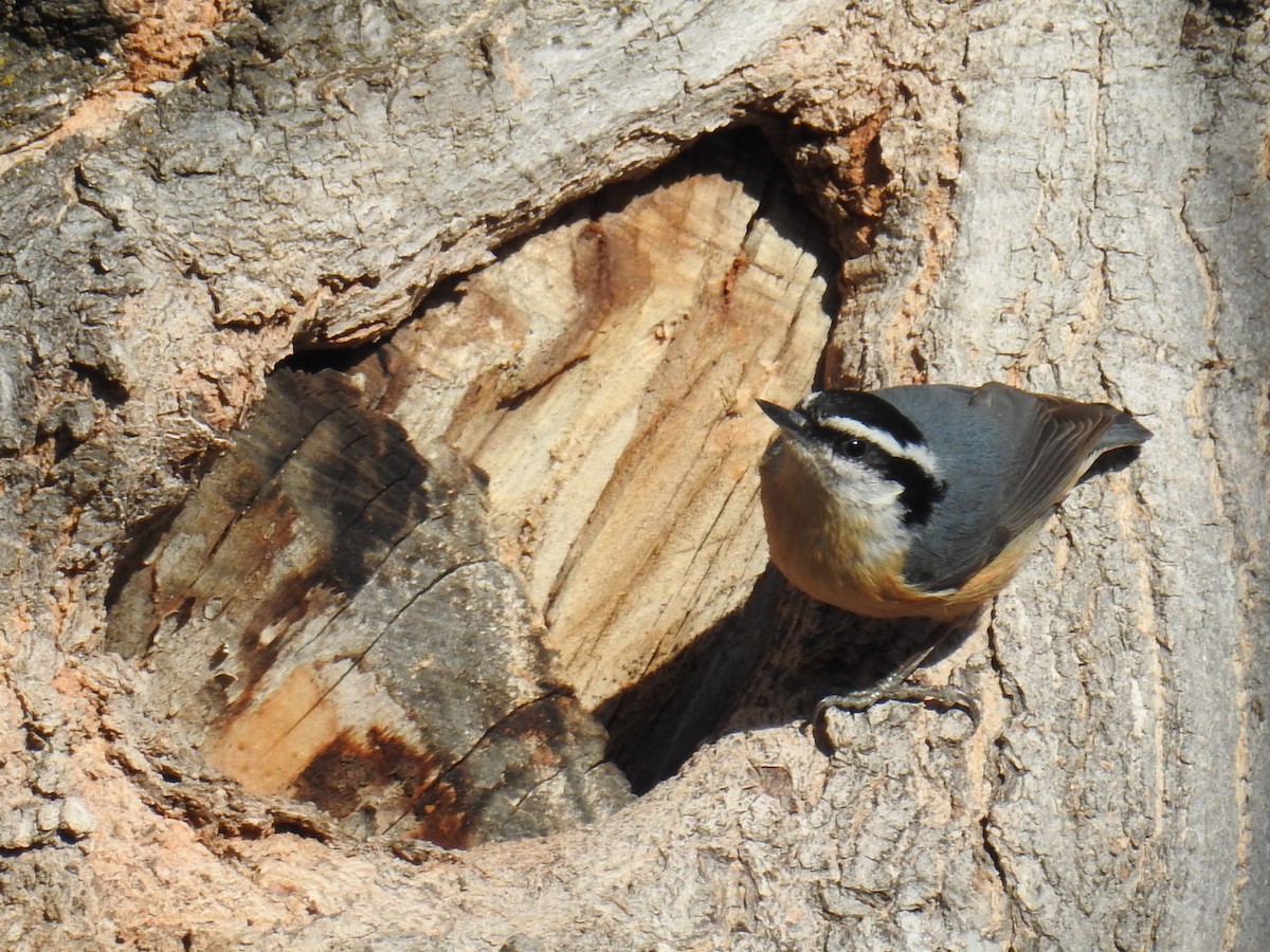 Red-breasted Nuthatch - ML429611611