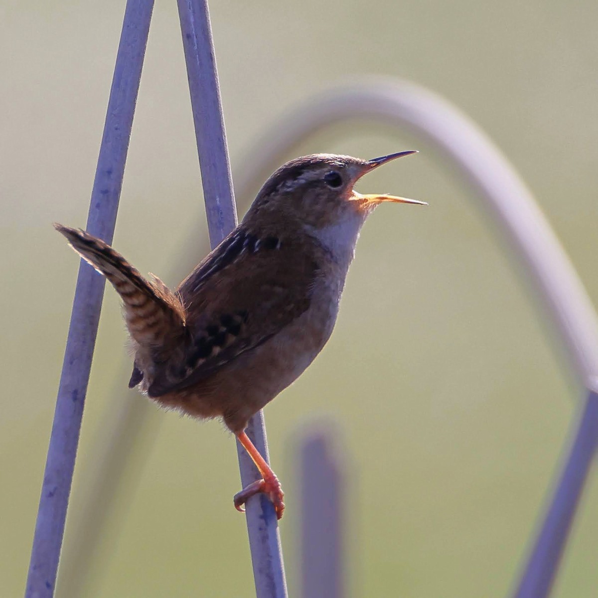 Marsh Wren - Keith Leland