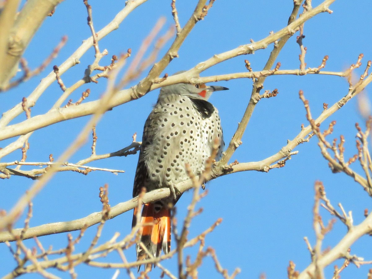 Northern Flicker (Red-shafted) - ML42961291