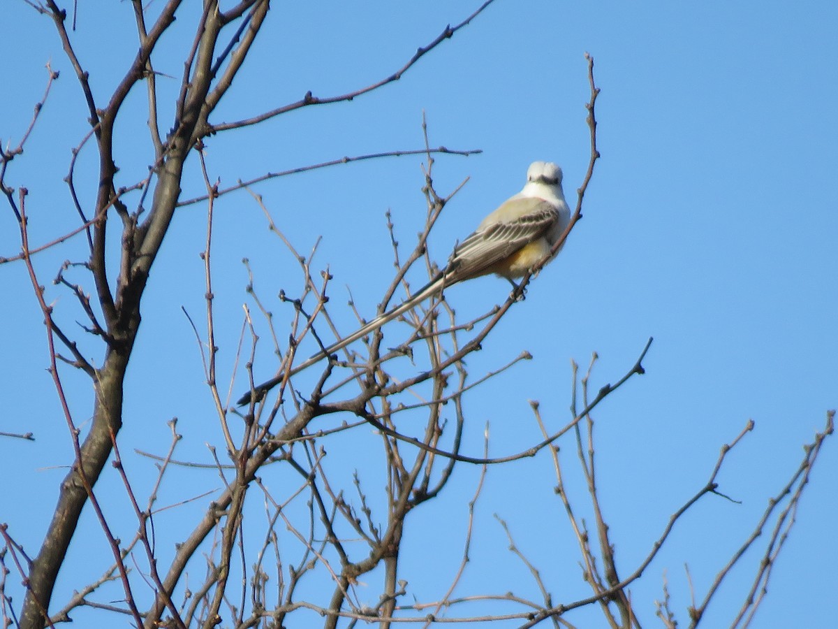 Scissor-tailed Flycatcher - ML429613611