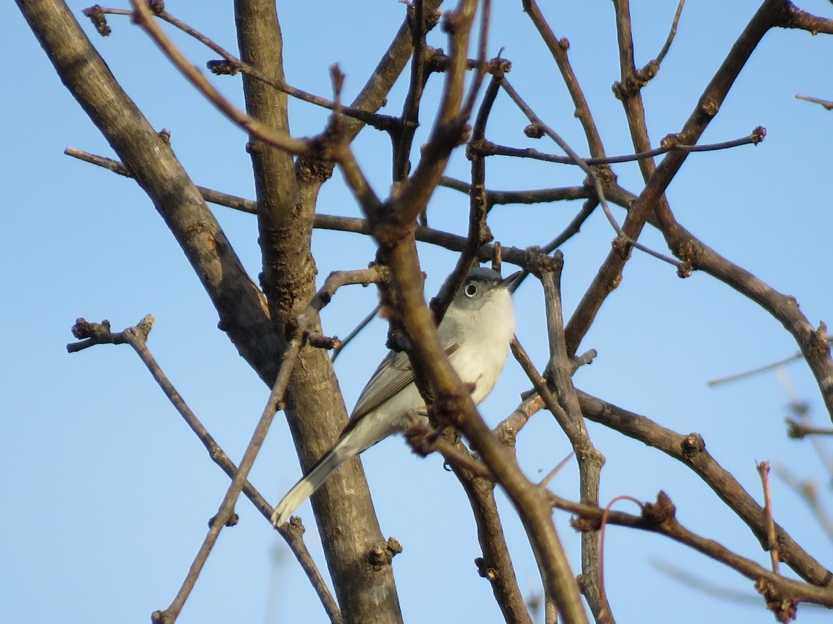 Blue-gray Gnatcatcher - ML429613671