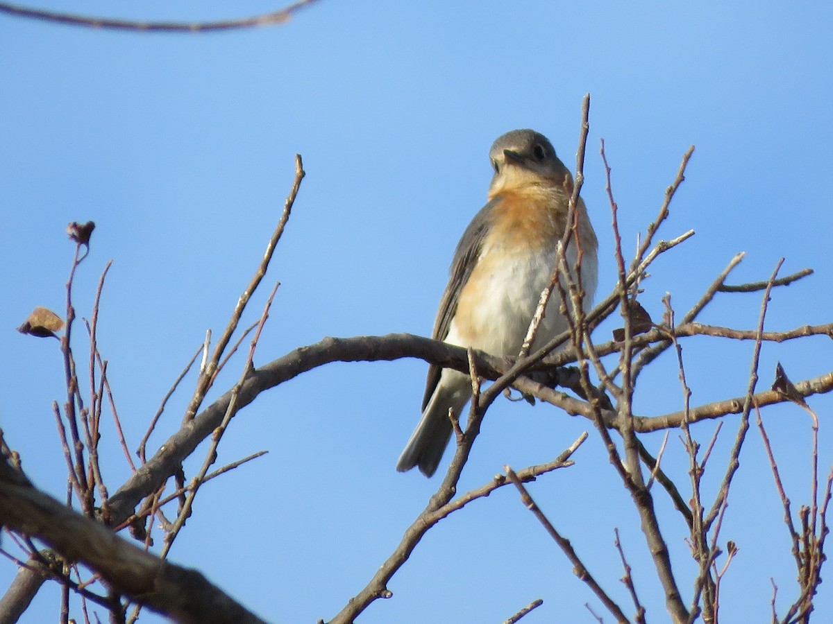 Eastern Bluebird - ML429613761