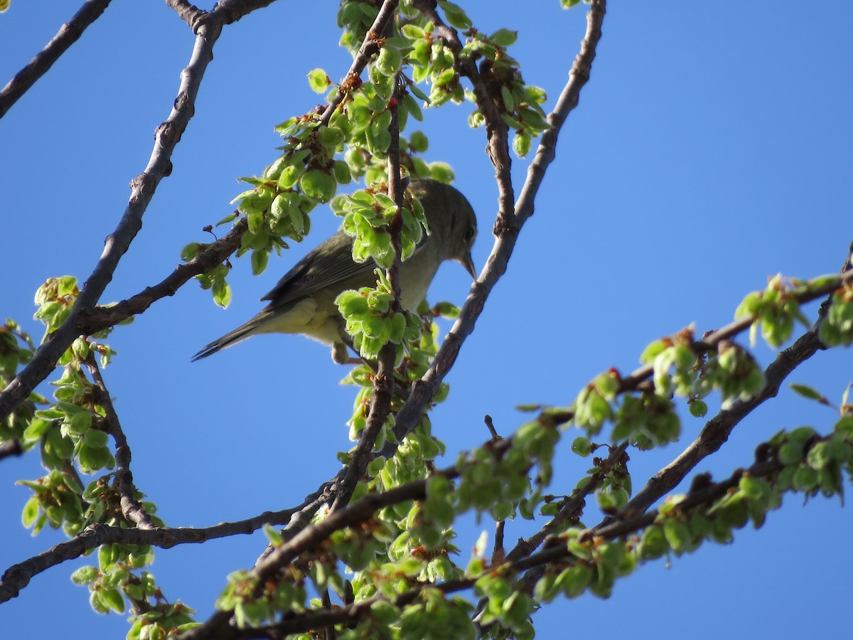 Orange-crowned Warbler - ML429613851