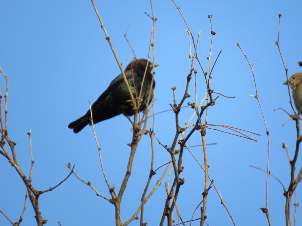 Brown-headed Cowbird - ML429613921