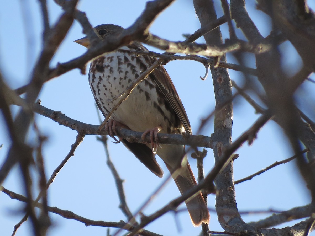 Fox Sparrow - ML429614041