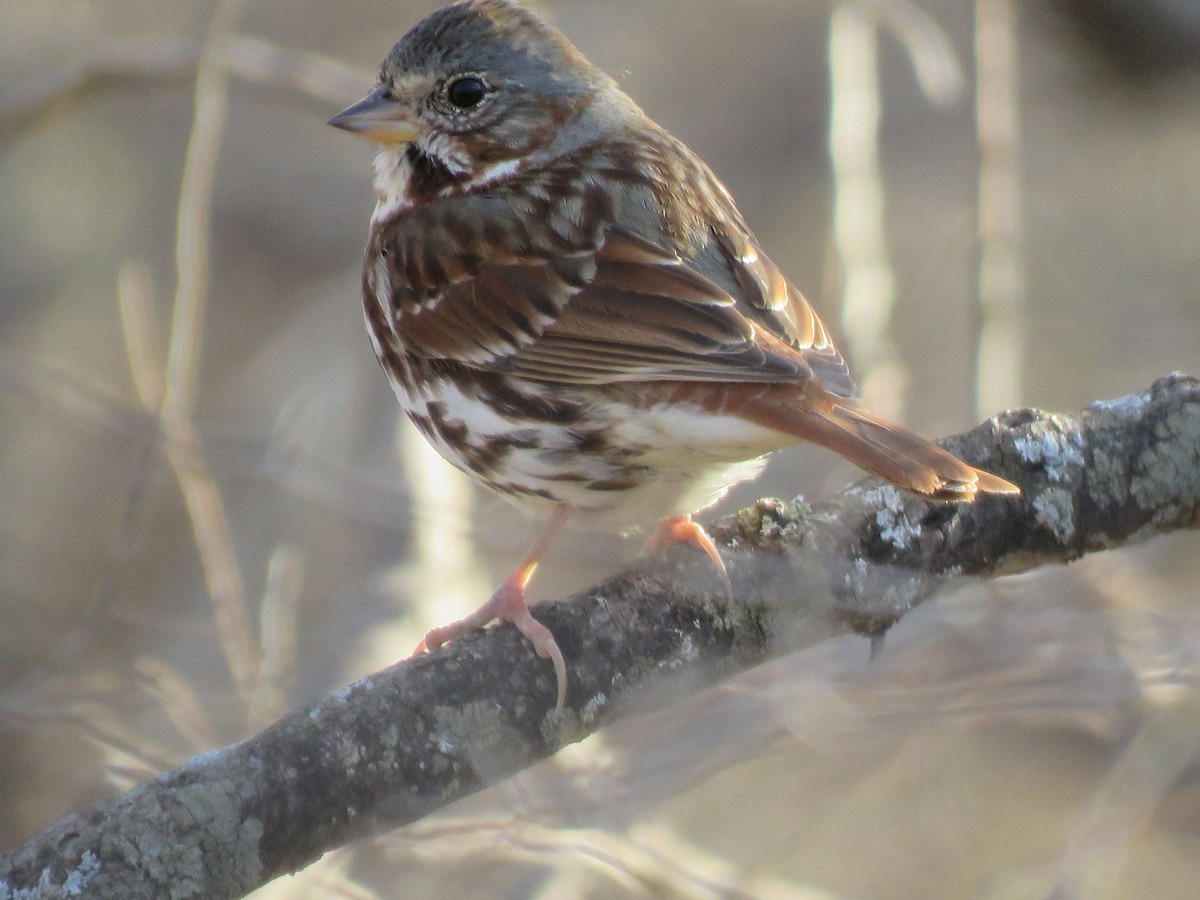 Fox Sparrow - ML429614051